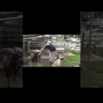 Thumbnail of post image 040